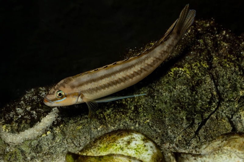 Telmatochromis bifrenatus 'Maswa'